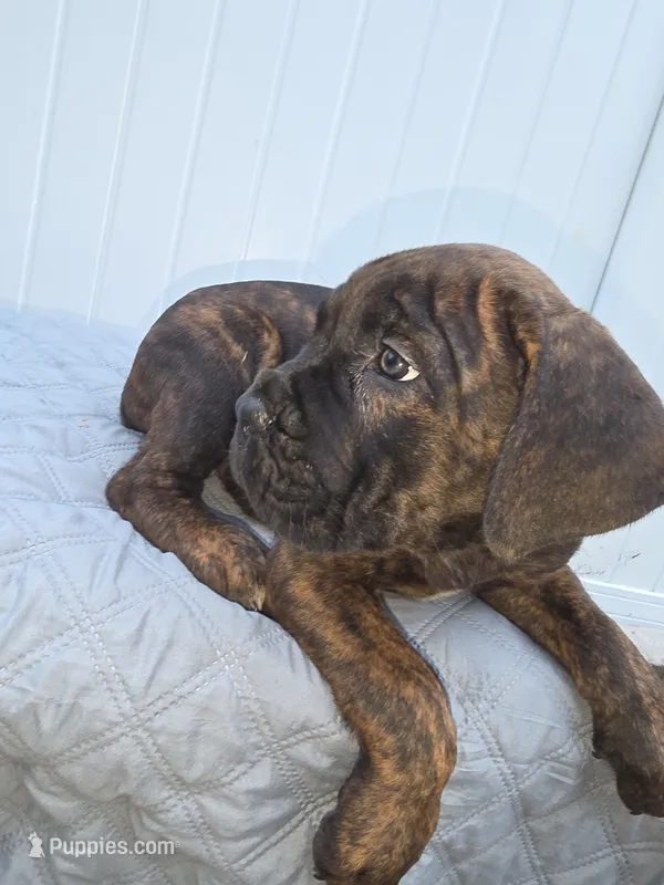 Light Blue Collar. Male Chestnut Brindle  – Cane Corso puppy for sale in Black Earth, WI