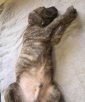 Brown collar, Perfect Male Brindle, a male Cane Corso for sale in Black Earth, WI – 2 of 4