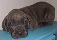 Trixie, a female Cane Corso for sale in Black Earth, WI – Photo 1 of 6