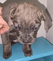 Trixie, a female Cane Corso for sale in Black Earth, WI – Photo 4 of 6