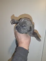 Trixie, a female Cane Corso for sale in Black Earth, WI – Photo 5 of 6