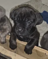 Sweet pea Female, a female Cane Corso for sale in Black Earth, WI – Photo 3 of 3