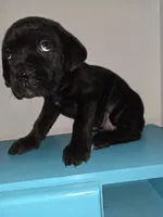Sweet pea Female, a female Cane Corso for sale in Black Earth, WI – Photo 1 of 3