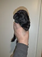 Sweet pea Female, a female Cane Corso for sale in Black Earth, WI – Photo 2 of 3