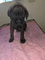 Florescent green/yellow Brindle , a female Cane Corso for sale in Black Earth, WI – 5 of 9
