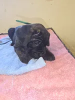 Green Brindle , a male Cane Corso for sale in Black Earth, WI – 4 of 5