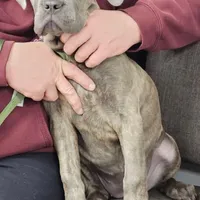Windy Female Reverse Blue/Grey Brindle Formentino, a female Cane Corso for sale in Black Earth, WI – 8 of 9