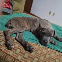 Windy Female Reverse Blue/Grey Brindle Formentino, a female Cane Corso for sale in Black Earth, WI – 3 of 9
