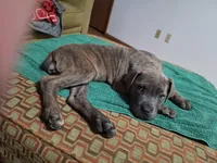 Windy Female Reverse Blue/Grey Brindle Formentino, a female Cane Corso for sale in Black Earth, WI – Photo 3 of 8