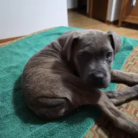 Windy Female Reverse Blue/Grey Brindle Formentino, a female Cane Corso for sale in Black Earth, WI – 5 of 9