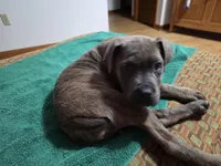 Windy Female Reverse Blue/Grey Brindle Formentino, a female Cane Corso for sale in Black Earth, WI – Photo 5 of 8