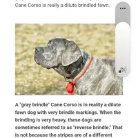 Windy Female Reverse Blue/Grey Brindle Formentino, a female Cane Corso for sale in Black Earth, WI – 6 of 9
