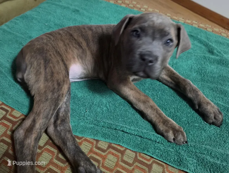 Windy Female Reverse Blue/Grey Brindle Formentino, a female Cane Corso for sale in Black Earth, WI – Photo 1 of 8