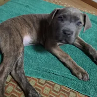 Windy Female Reverse Blue/Grey Brindle Formentino, a female Cane Corso for sale in Black Earth, WI – 1 of 9
