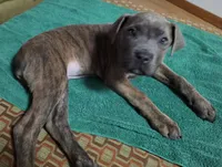 Windy Female Reverse Blue/Grey Brindle Formentino, a female Cane Corso for sale in Black Earth, WI – Photo 1 of 8