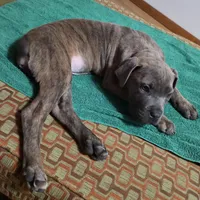 Windy Female Reverse Blue/Grey Brindle Formentino, a female Cane Corso for sale in Black Earth, WI – 2 of 9