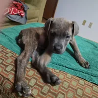 Windy Female Reverse Blue/Grey Brindle Formentino, a female Cane Corso for sale in Black Earth, WI – 4 of 9