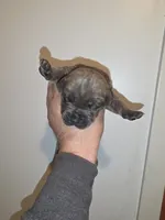 Windy Female Reverse Blue Brindle Formentino, a female Cane Corso for sale in Black Earth, WI – Photo 5 of 5