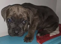Windy Female Reverse Blue Brindle Formentino, a female Cane Corso for sale in Black Earth, WI – Photo 1 of 5