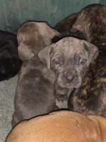 Windy Female Reverse Blue Brindle Formentino, a female Cane Corso for sale in Black Earth, WI – Photo 4 of 5