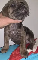 Windy Female Reverse Blue Brindle Formentino, a female Cane Corso for sale in Black Earth, WI – Photo 3 of 5