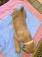 Light Brown, a male Cane Corso for sale in Black Earth, WI – 3 of 5