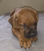 Blue collar, Male Red Fawn, a male Cane Corso for sale in Black Earth, WI – 7 of 10