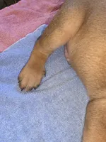 Light Brown, a male Cane Corso for sale in Black Earth, WI – 5 of 5