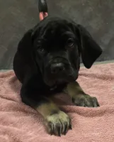 Black and tan male  (big puppy), a male Cane Corso for sale in Black Earth, WI – 3 of 4