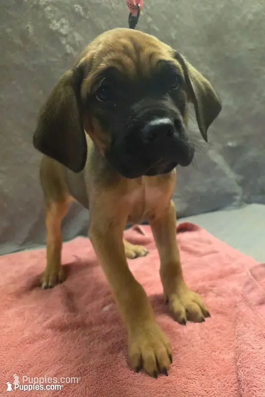 Fawn female – Cane Corso puppy for sale in Black Earth, WI