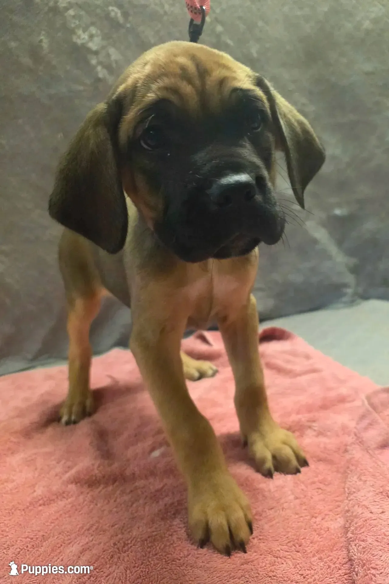 Fawn female, a female Cane Corso for sale in Black Earth, WI – 1 of 4