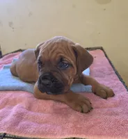 Royal Blue , a male Cane Corso for sale in Black Earth, WI – 6 of 9