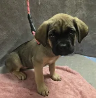 Fawn female (soft and fluffy), a female Cane Corso for sale in Black Earth, WI – 4 of 5