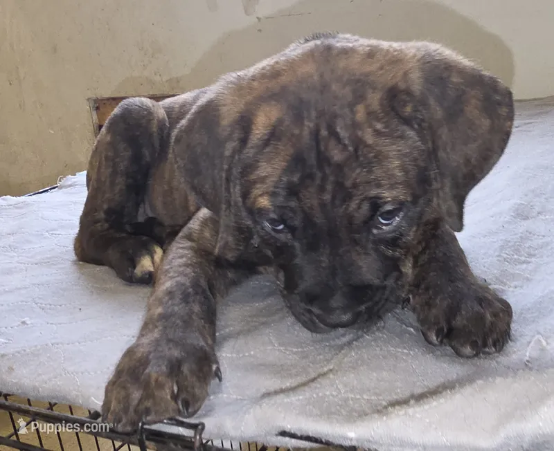 Brown collar, Perfect Male Brindle – Cane Corso puppy for sale in Black Earth, WI