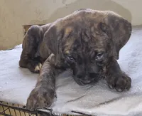 Brown collar, Perfect Male Brindle, a male Cane Corso for sale in Black Earth, WI – 1 of 4