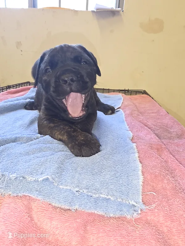 Black Brindle  – Cane Corso puppy for sale in Black Earth, WI
