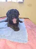Black Brindle , a male Cane Corso for sale in Black Earth, WI – 1 of 8