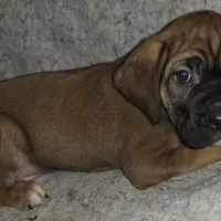 THOR male, a male Cane Corso for sale in Black Earth, WI – Photo 3 of 5