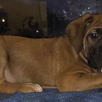 THOR male, a male Cane Corso for sale in Black Earth, WI – Photo 1 of 5