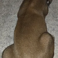 THOR male, a male Cane Corso for sale in Black Earth, WI – Photo 4 of 5