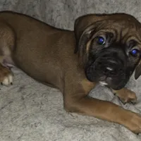 THOR male, a male Cane Corso for sale in Black Earth, WI – Photo 5 of 5