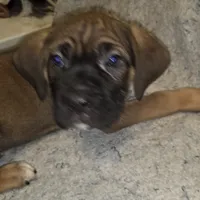 THOR male, a male Cane Corso for sale in Black Earth, WI – Photo 2 of 5