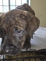 Brown collar, Perfect Male Brindle, a male Cane Corso for sale in Black Earth, WI – 4 of 4