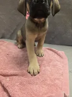 Fawn female (soft and fluffy), a female Cane Corso for sale in Black Earth, WI – 5 of 5