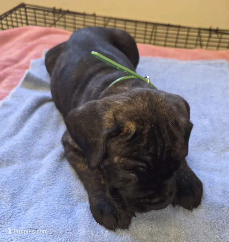 Green Brindle  – Cane Corso puppy for sale in Black Earth, WI