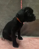 Sniny all Black male, a male Cane Corso for sale in Black Earth, WI – 2 of 2