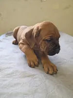 Blue collar, Male Red Fawn, a male Cane Corso for sale in Black Earth, WI – 5 of 10