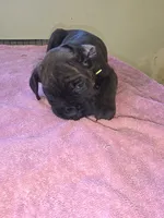 Florescent green/yellow Brindle , a female Cane Corso for sale in Black Earth, WI – 6 of 9