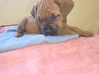 Royal Blue , a male Cane Corso for sale in Black Earth, WI – 3 of 9