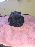 Black Brindle , a male Cane Corso for sale in Black Earth, WI – 6 of 8